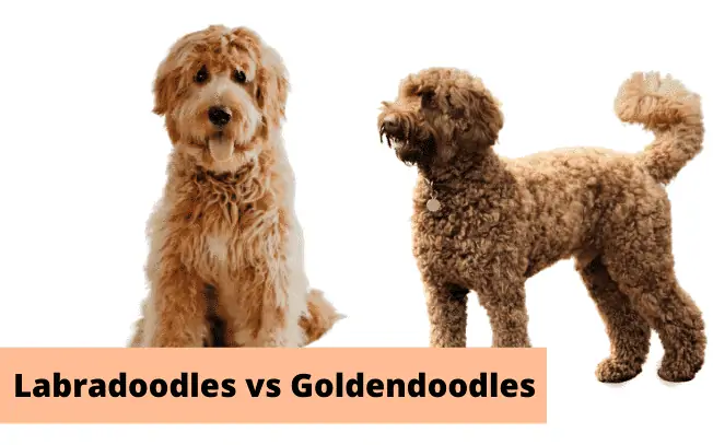 Two large brown dogs with the text "Labradoodles vs Goldendoodles".