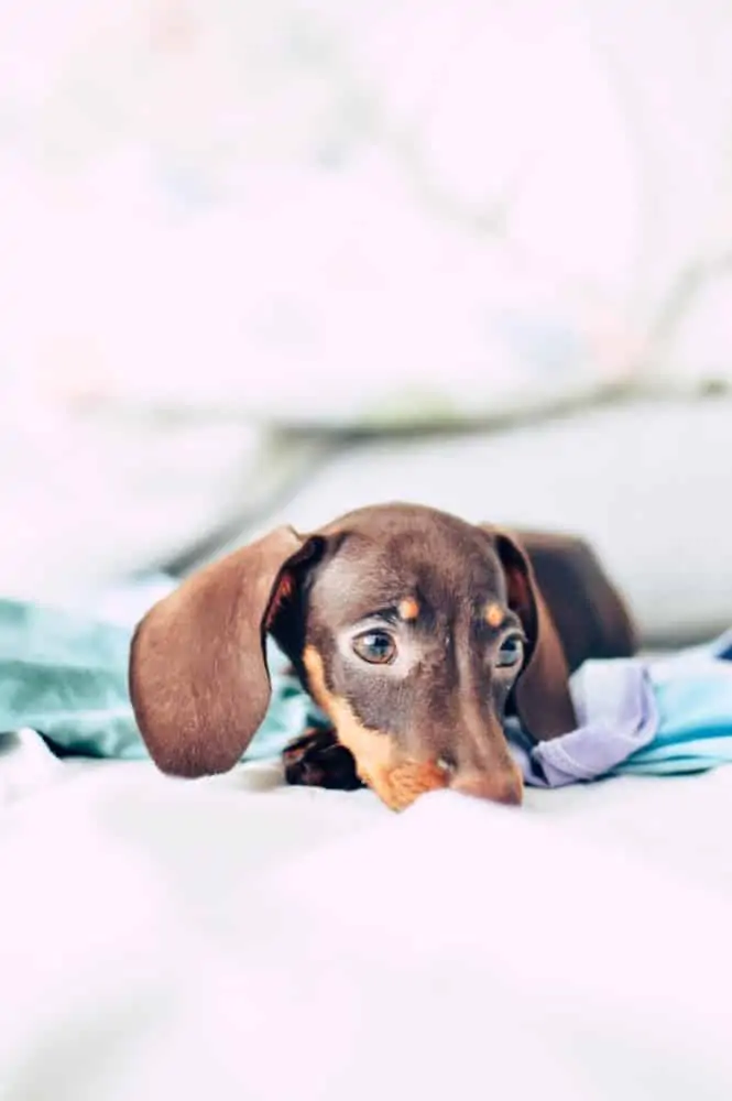 A Dachshund dog laying in bed.