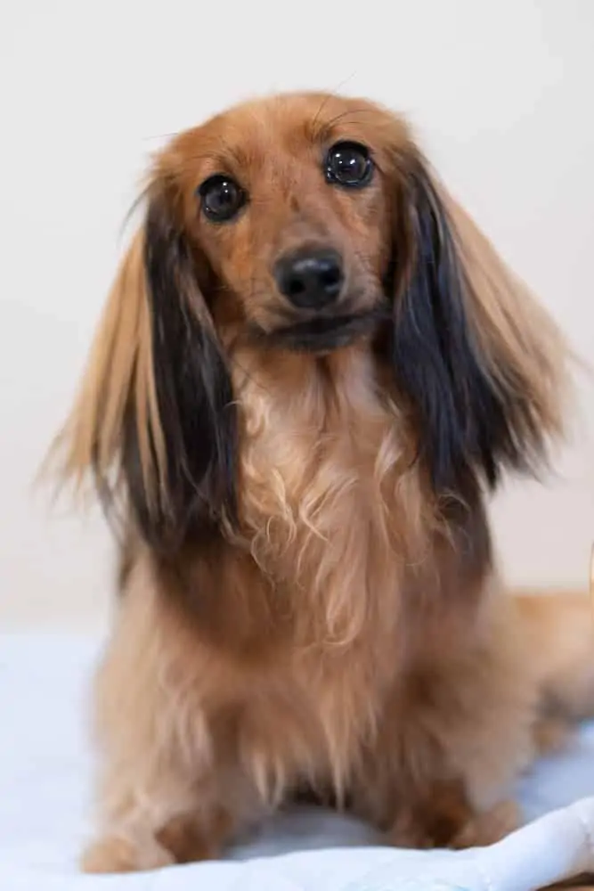 A brown Dachshund dog sitting.