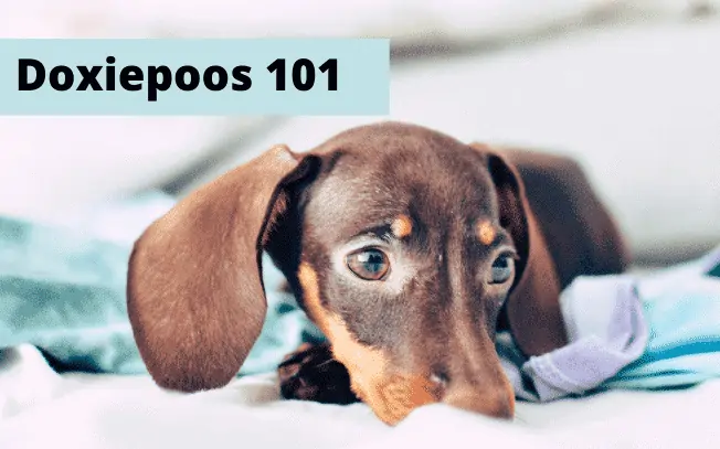 A Dachshund dog laying in bed with the text "Doxiepoos 101".