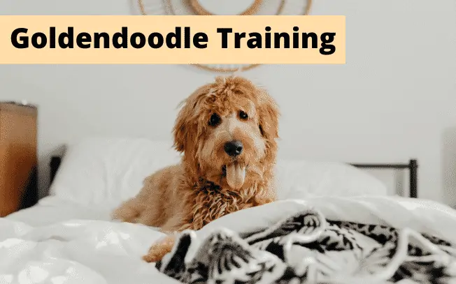 A Goldendoodle dog with text overlay: Goldendoodle training.