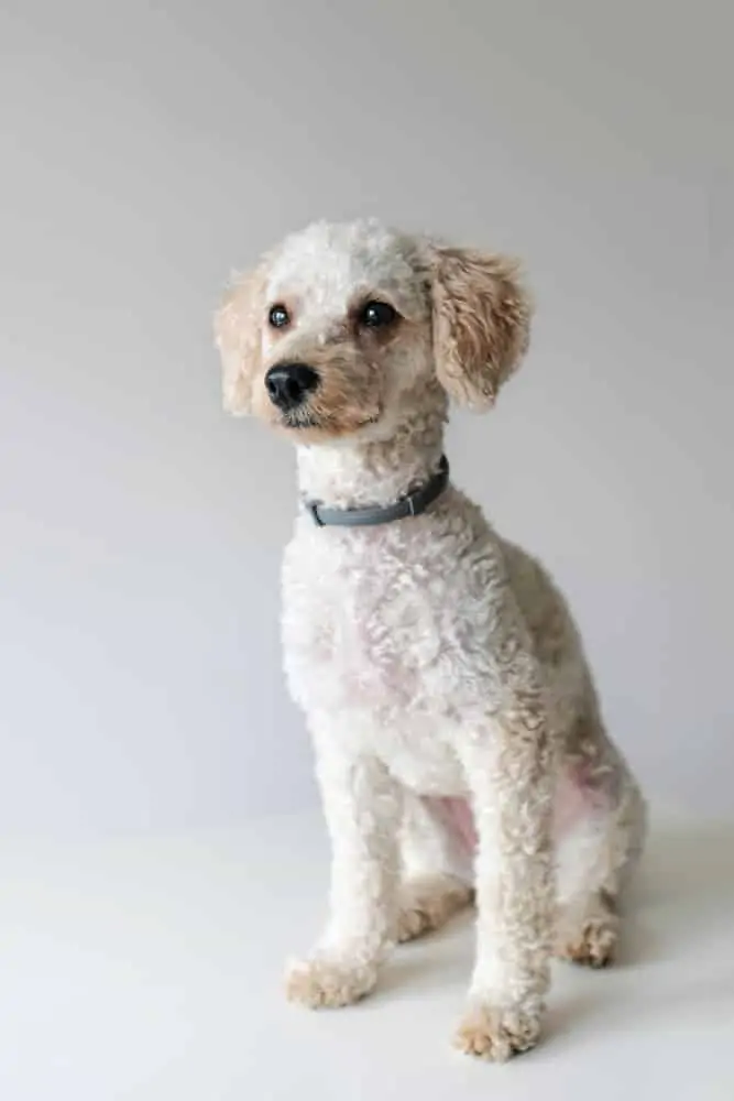 A white miniature Poodle dog sitting.