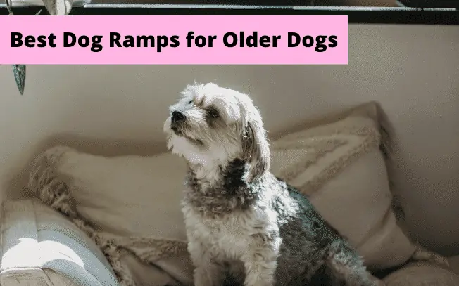 Picture of small dog with text overlay: best dog ramps for older dogs.