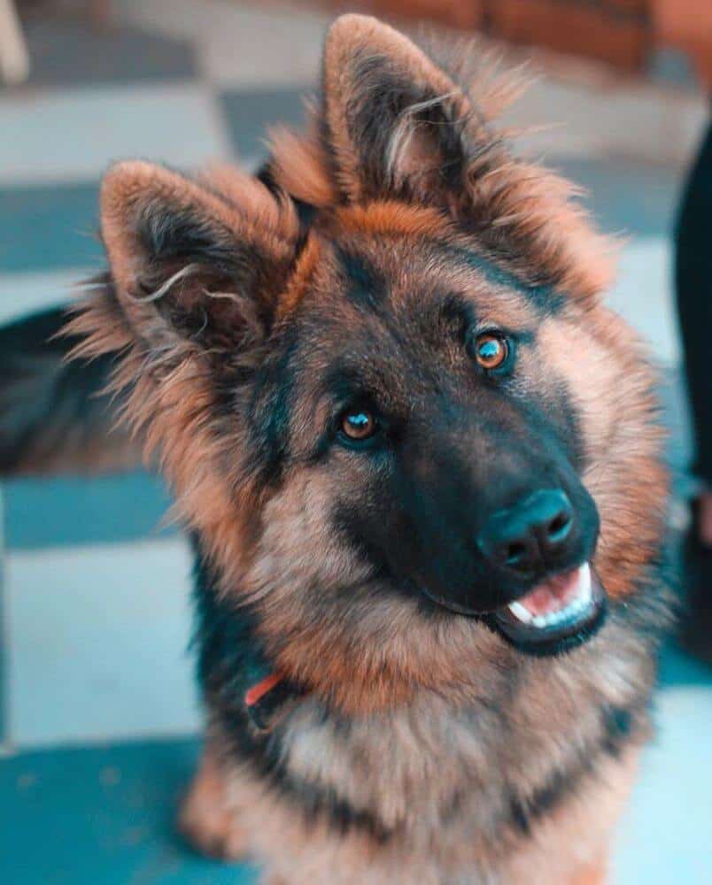 A German Shepherd dog.