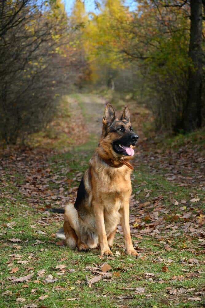 A German Shepherd dog.
