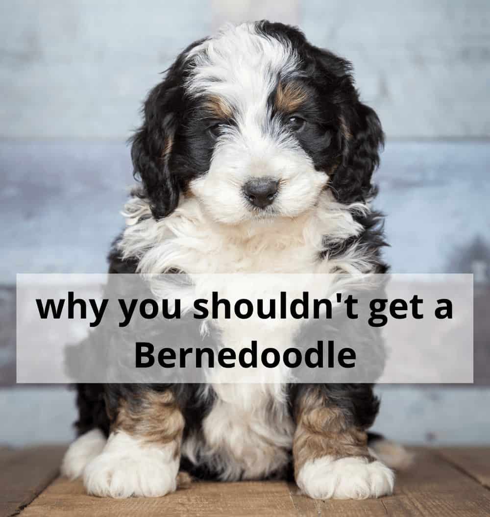 Bernedoodles 101 + Who Should Never Own This Breed