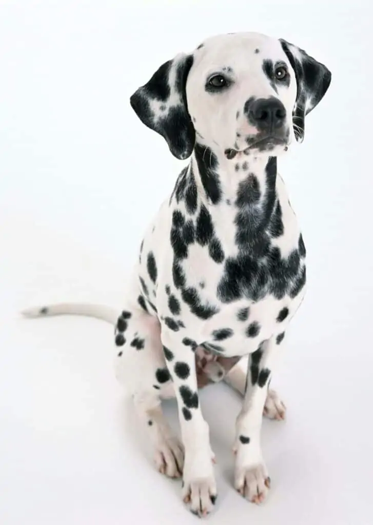 Dalmatian dog.