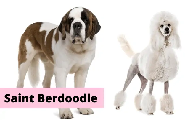 Two dogs and text overlay that reads "Saint Berdoodle".