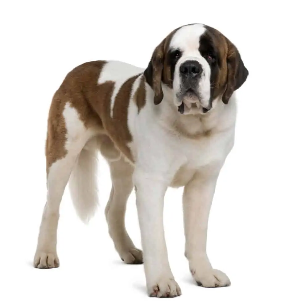 Saint Bernard dog standing.