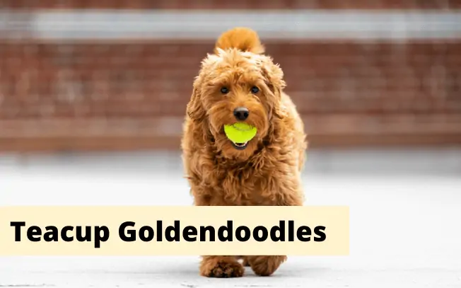 Small gold dog with text that reads: teacup goldendoodles.