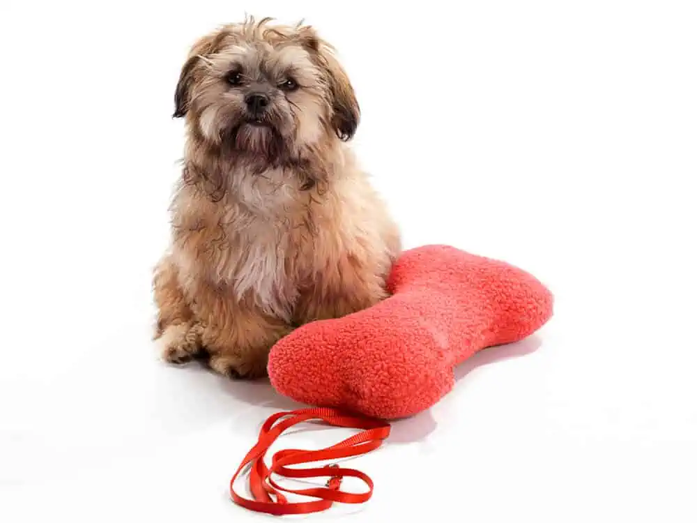 Small brown Shih Poo dog sitting beside a red pillow.