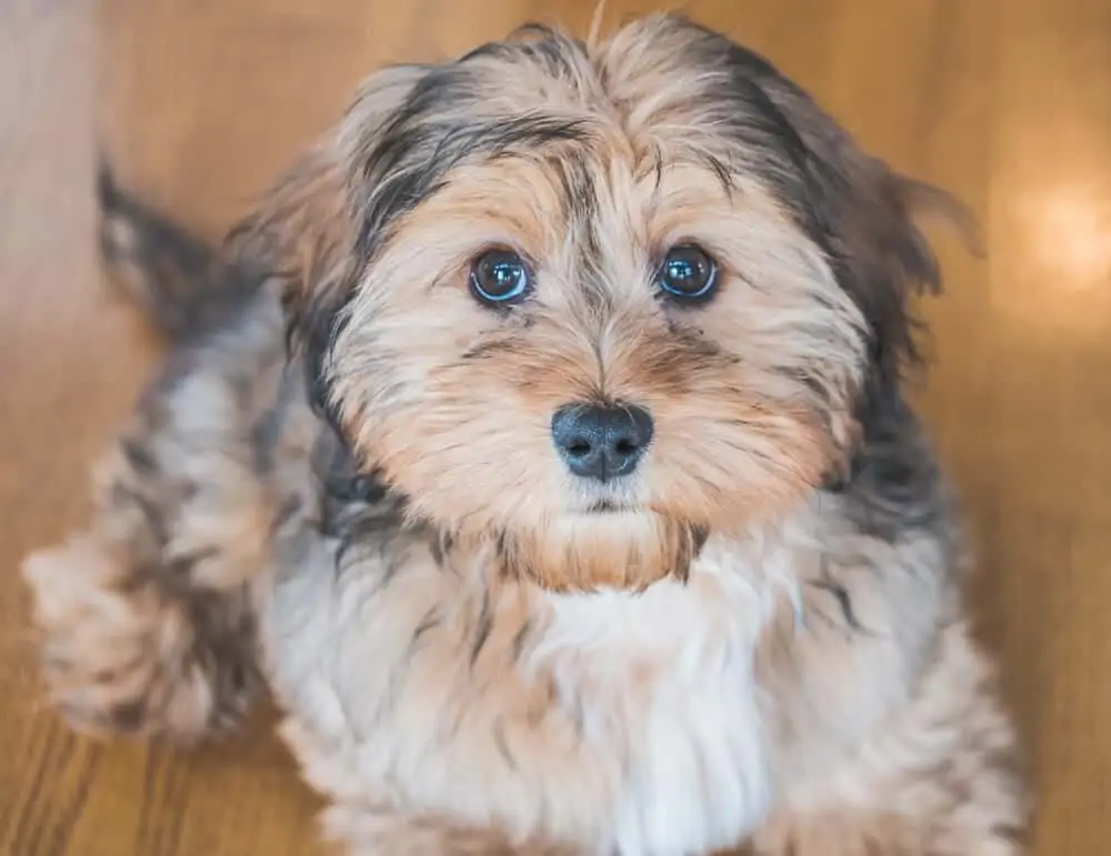 Small brown dog lookly sweetly into the camera.