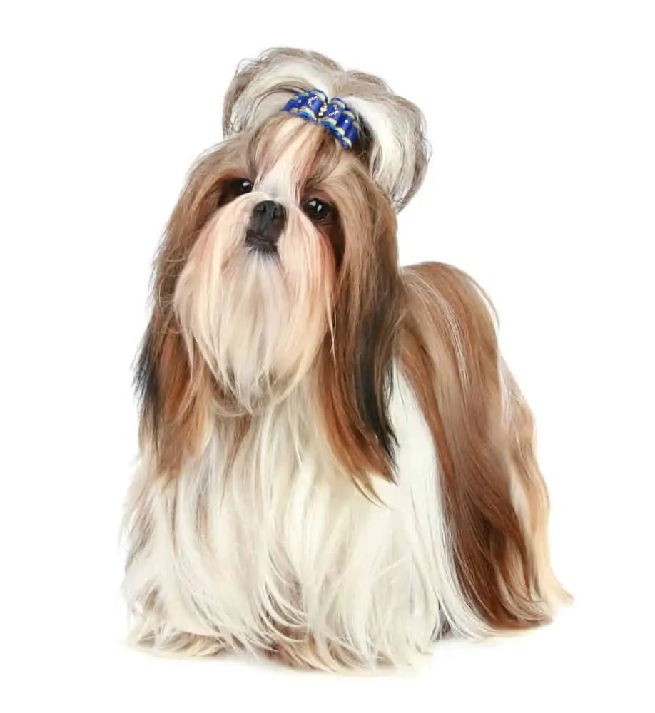 Small white and brown dog with beautiful long, silk, fur.