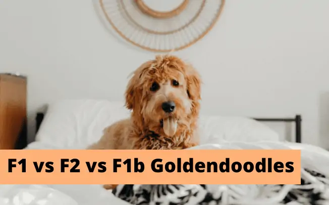 An image of a shaggy dog with the words "F1 vs F2 vs F1b Goldendoodles"