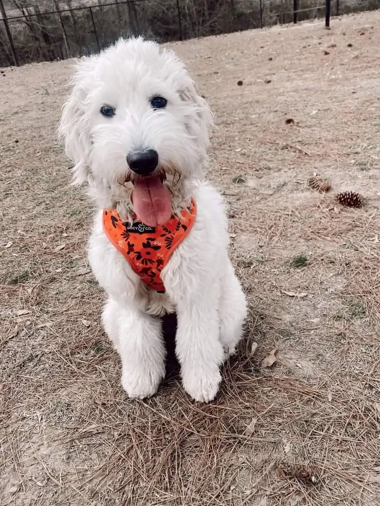 Large white dog with a bandana sitting outside.