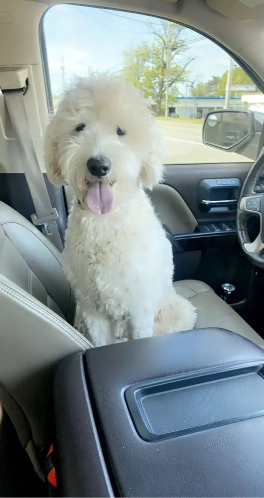 Large white dog sitting in the car.