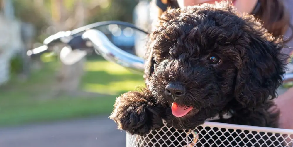 A black puppy sitting in a bike basket.