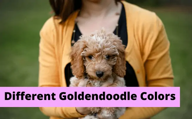 Different goldendoodle colors.