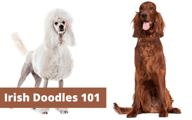 Pros Cons Of An Irish Doodle An Honest Guide