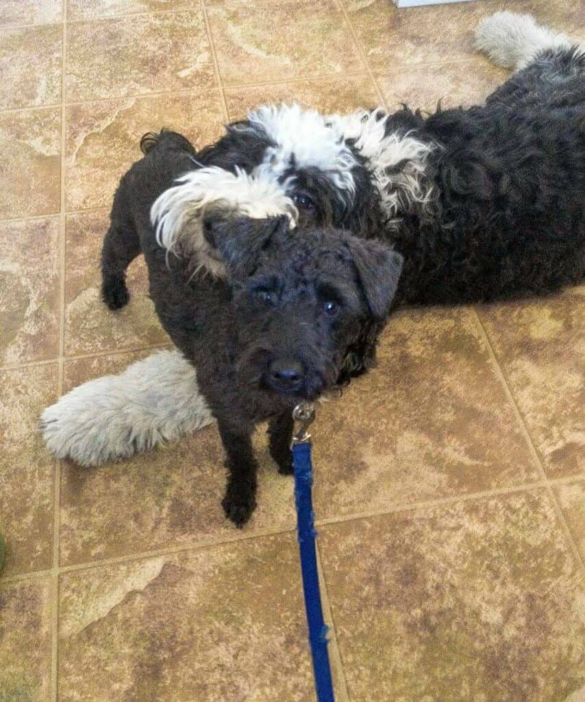 A Sheepadoodle laying her head on a small Schnoodle dog.