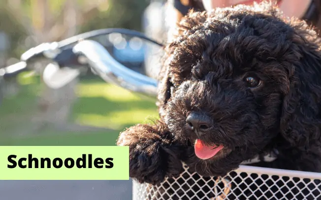 A black puppy sitting in a bike basket with the word "Schnoodle" beside him.