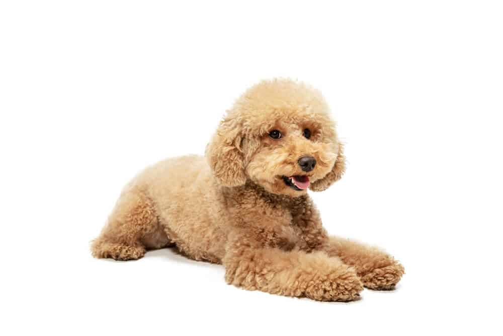 maltipoo toy dog