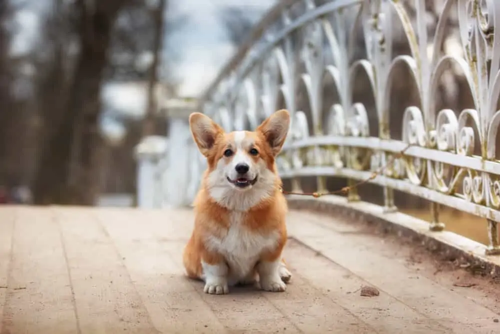 Small dog sitting on a bridge