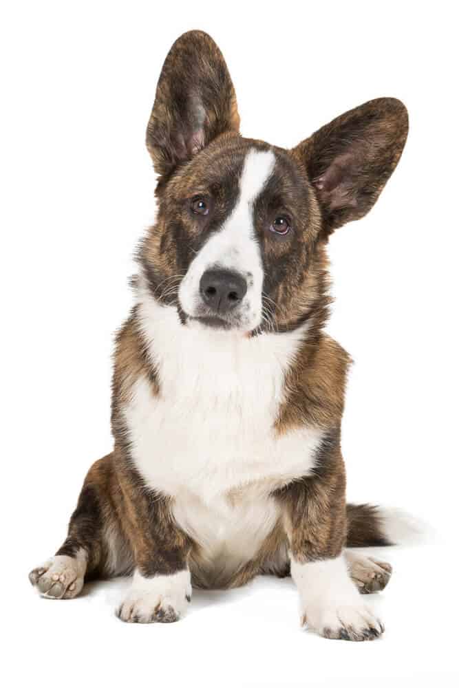 White and brown dog with pointy ears sitting against a white backdrop