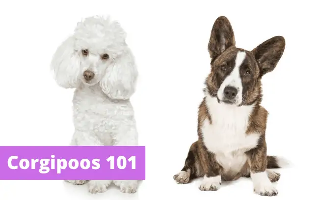 Corgipoos 101: Two small dogs sitting