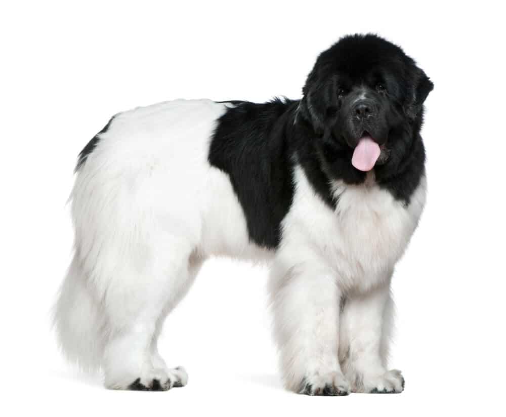 Big black and white dog.