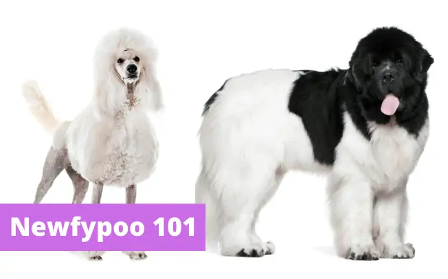 Two dogs standing beside eachother: one is a Poodle and one is a big Newfoundland dog. Text reads: Newfypoo 101"