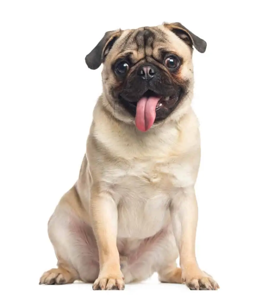 Pug dog sitting with tongue hanging out.