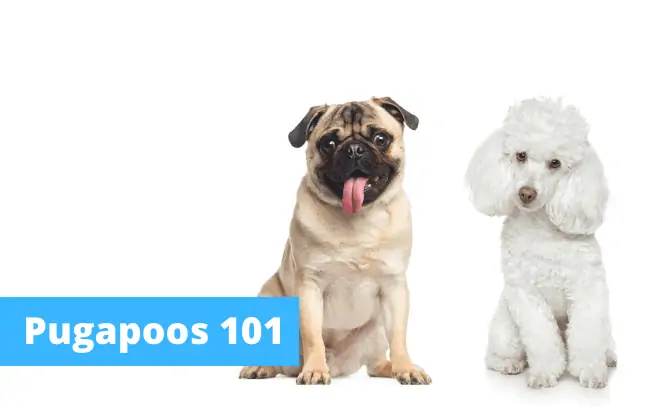 Two dogs sitting with text that reads "Pugapoos 101"