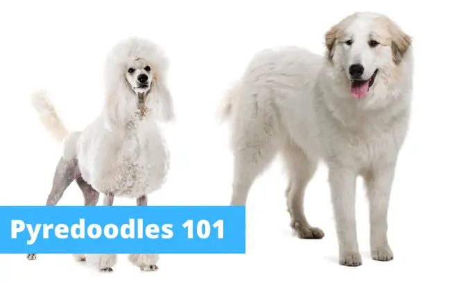 Pyredoodles 101: Two big white dogs standing beside eachother.
