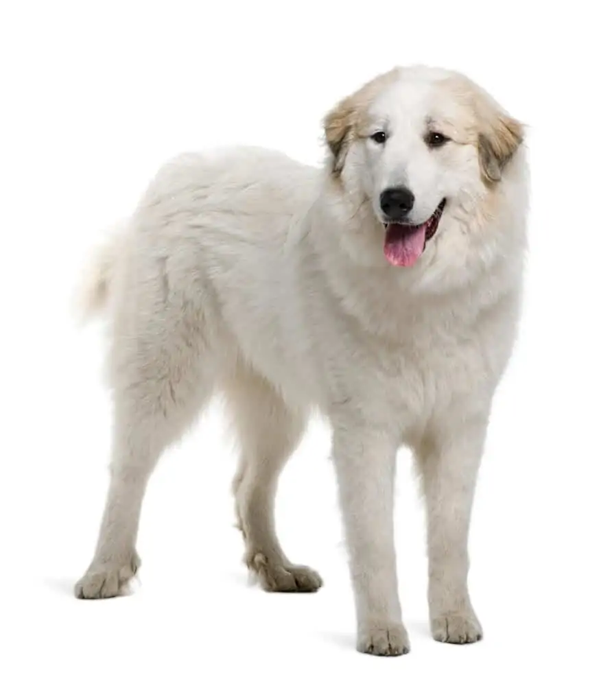 Big white dog standing with tongue out.