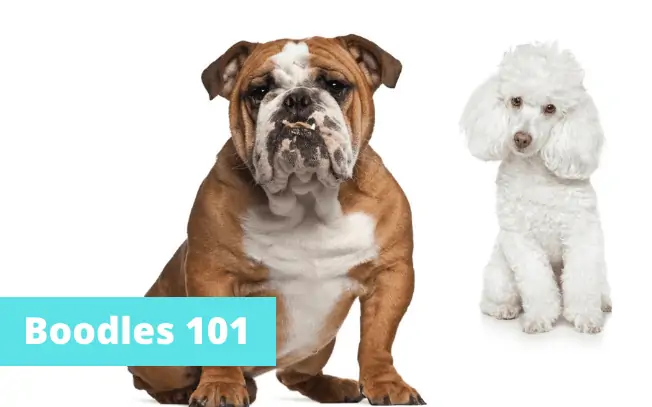 Two dogs sitting with text that reads: Boodles 101.