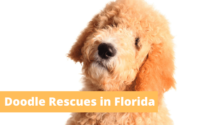 Doodle rescues in Florida.