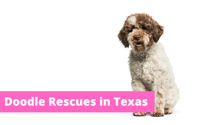 Doodle rescues in Texas.