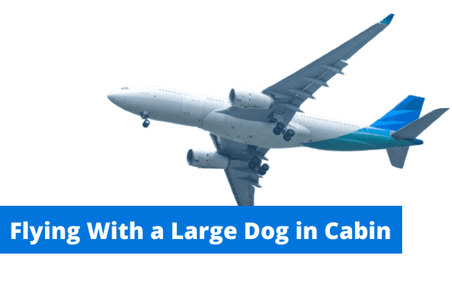 Flying with a large dog in cabin.
