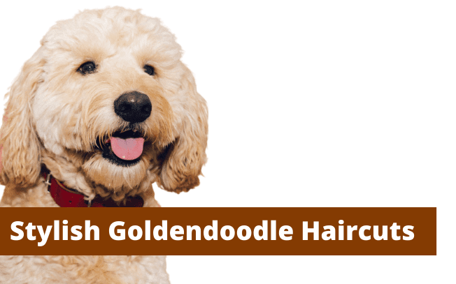 Stylist goldendoodle haircuts.