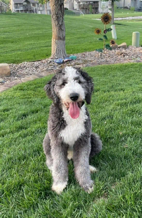 Grey and white Sheepadoodle sitting.