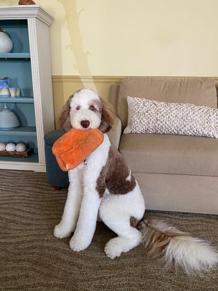 Brown and white large dog sitting, holding a toy in its mouth.