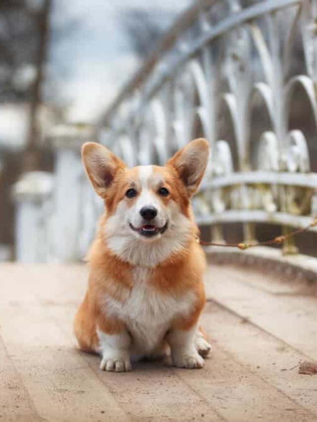 The Ultimate Guide to Corgipoos: The Poodle and Corgi Mix Story