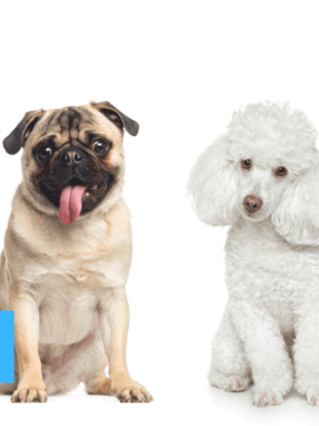 The Ultimate Guide to Pugapoos: Pug Poodle Mix Story