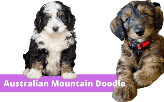 Two dogs with the text "australian mountain doodle"