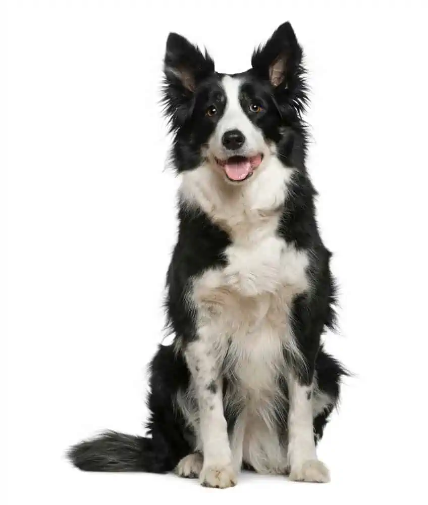 Large black and white dog sitting.