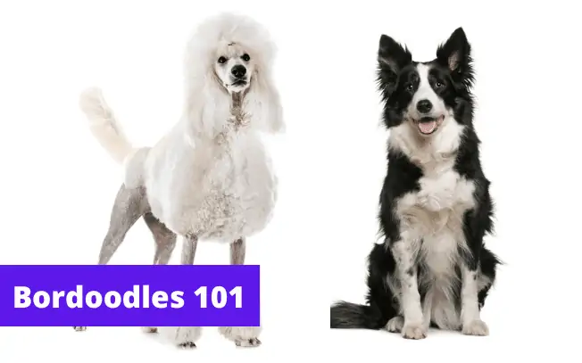 Two dogs sitting with text: Bordoodles 101.