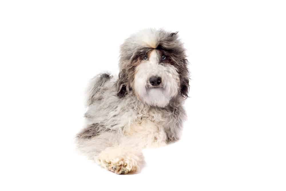 Brown, white and gray sheepadoodle
