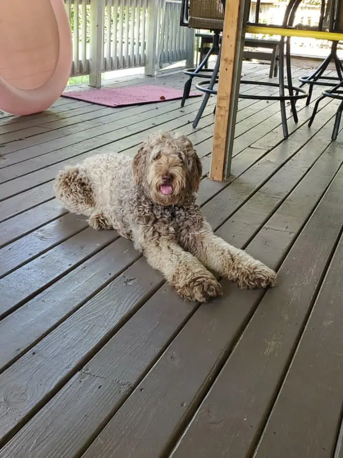 Brown large dog laying on a porch.