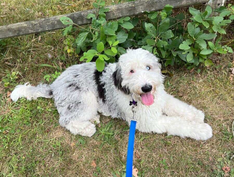 13 Different Sheepadoodle Colors + Pictures